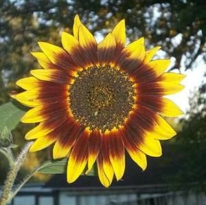 Meet your Posher, Bethani